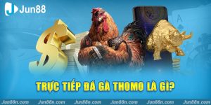 Trực tiếp đá gà thomo là gì?